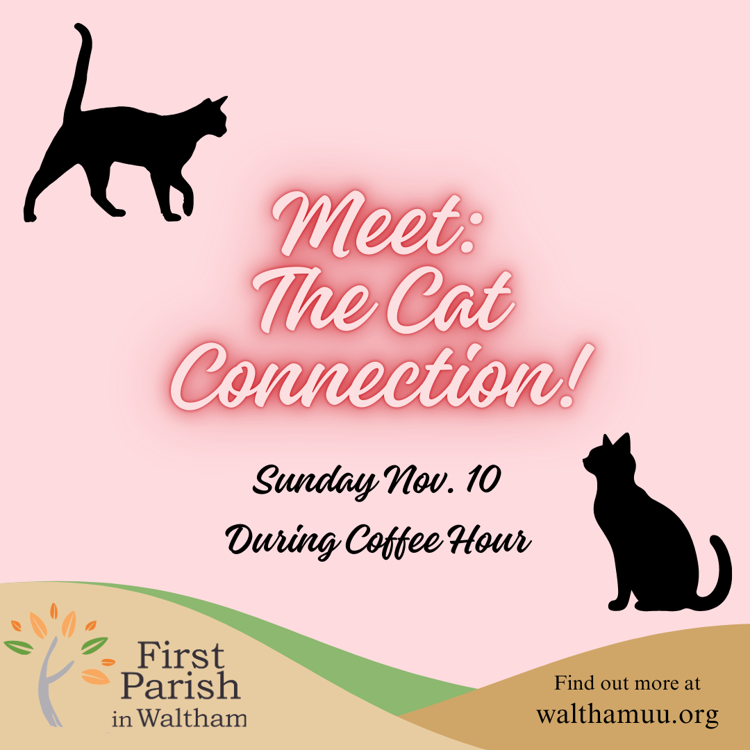 Meet The Cat Connection